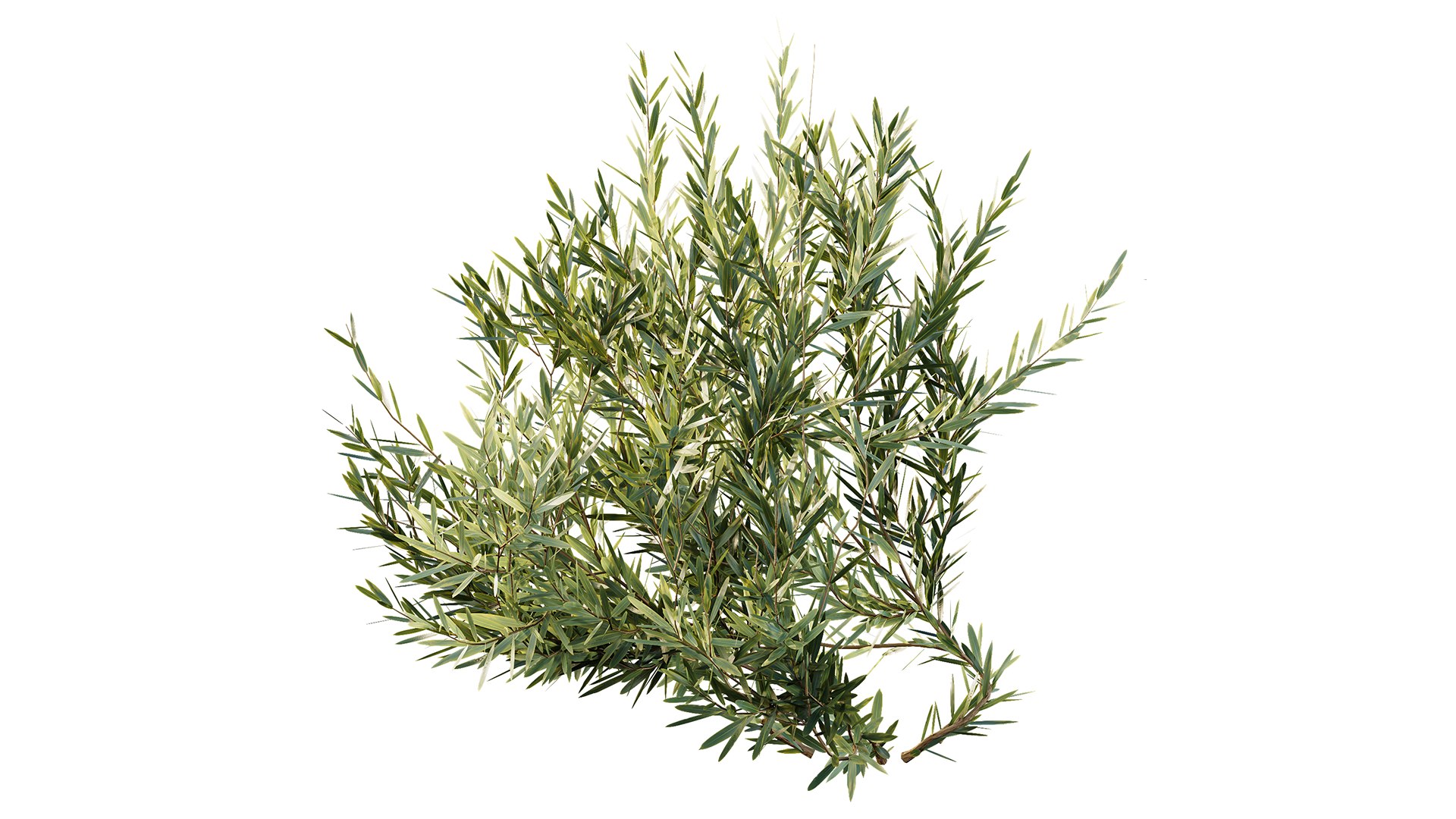 3D Montra Olive Bush model https://p.turbosquid.com/ts-thumb/1J/jD39cv/zN/z05/png/1698995713/1920x1080/fit_q87/c938202c37e745805e9fde719b8b05a39a775eb1/z05.jpg