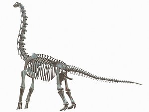 brachiosaurus skeleton 3D model