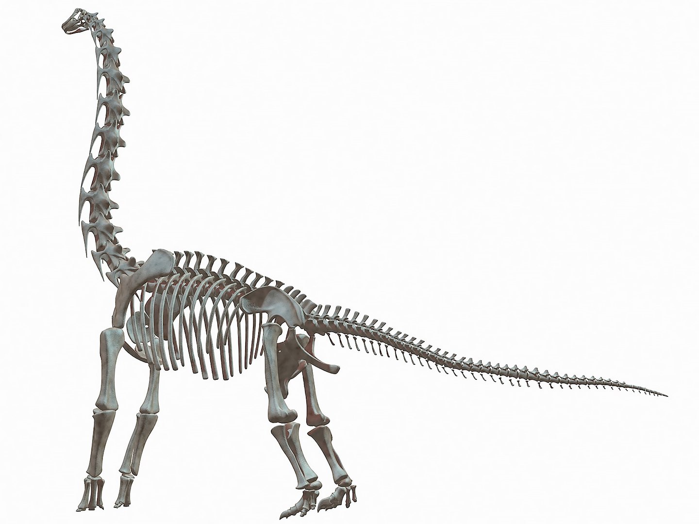 ブランキオサウルス(Branchiosaurus sp.)全身化石 ブランキオサウルス