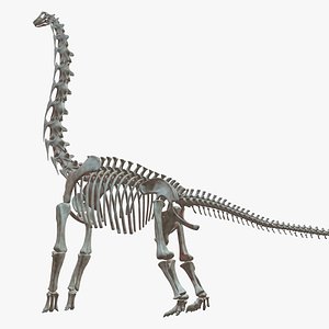 brachiosaurus skeleton 3D model