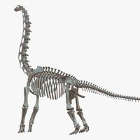 Brachiosaurus Skeleton