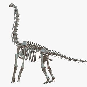 Brachiosaurus Skeleton