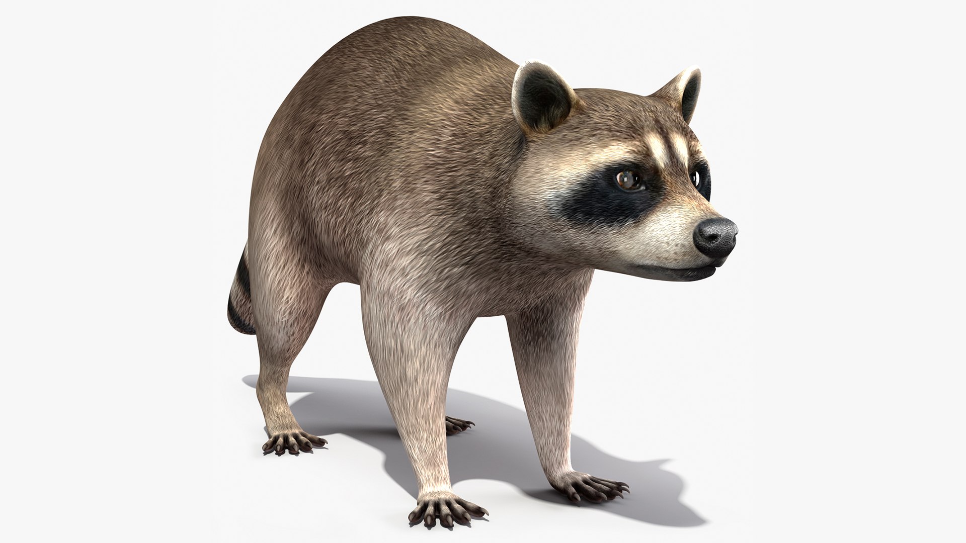 Raccoon Rigged for Maya 3D model preview