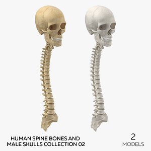 Human Spine Bones and Male Skulls Collection 02 - 2 models 3D model