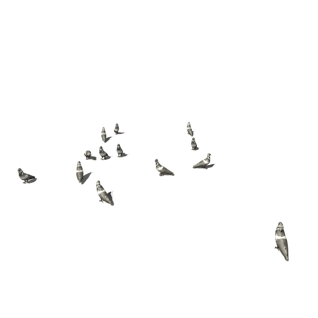 3D group pigeons eating walking animation model https://p.turbosquid.com/ts-thumb/1J/xYNtW9/5cVXsntJ/pigeonsanim1/jpg/1549826938/1920x1080/turn_fit_q99/e9032d0fe54554aac8bc95cb8bd76d47c742c2ae/pigeonsanim1-1.jpg