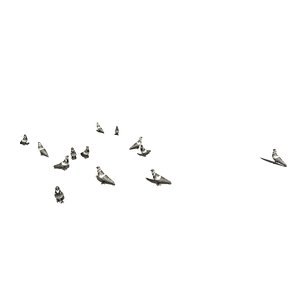 Animated Pigeons Walking and Eating