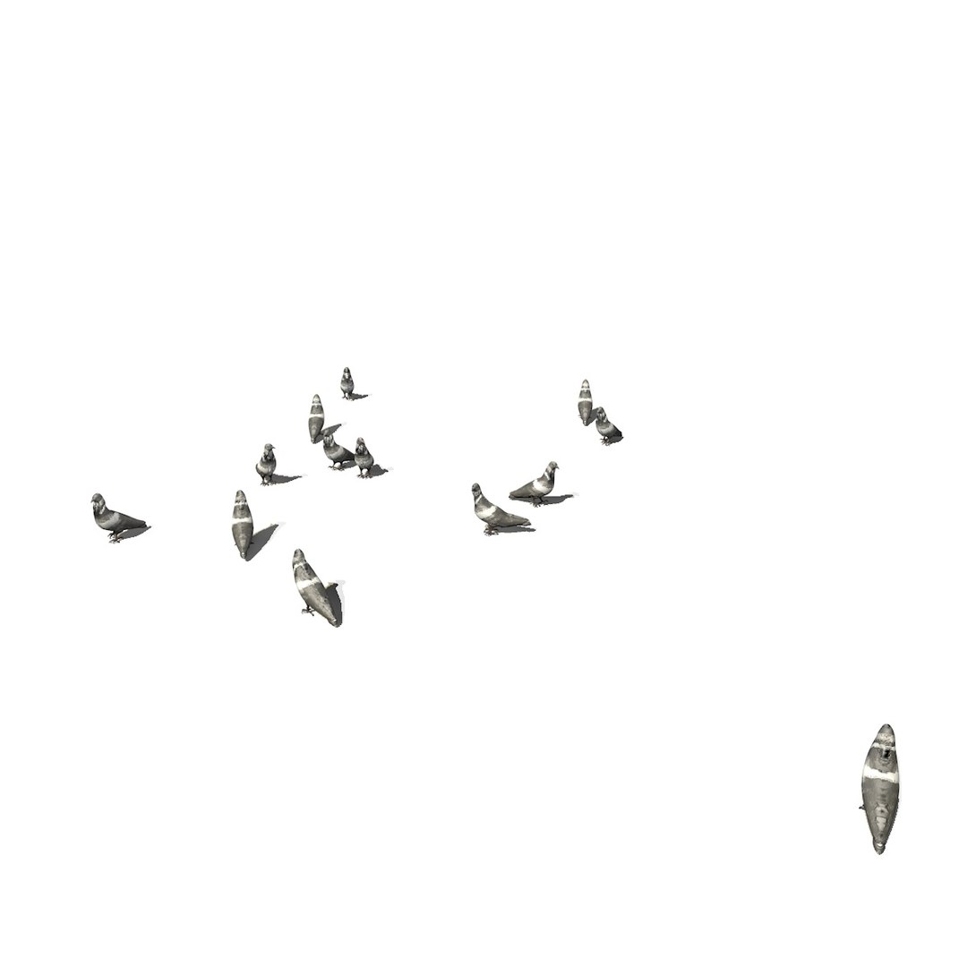 3D group pigeons eating walking animation model https://p.turbosquid.com/ts-thumb/1J/xYNtW9/pAnySawb/pigeonwalkgeatggroup2/jpg/1549826831/1920x1080/fit_q87/f3835bdc1649292dfaf4397a70d2a1f523ff36e1/pigeonwalkgeatggroup2.jpg