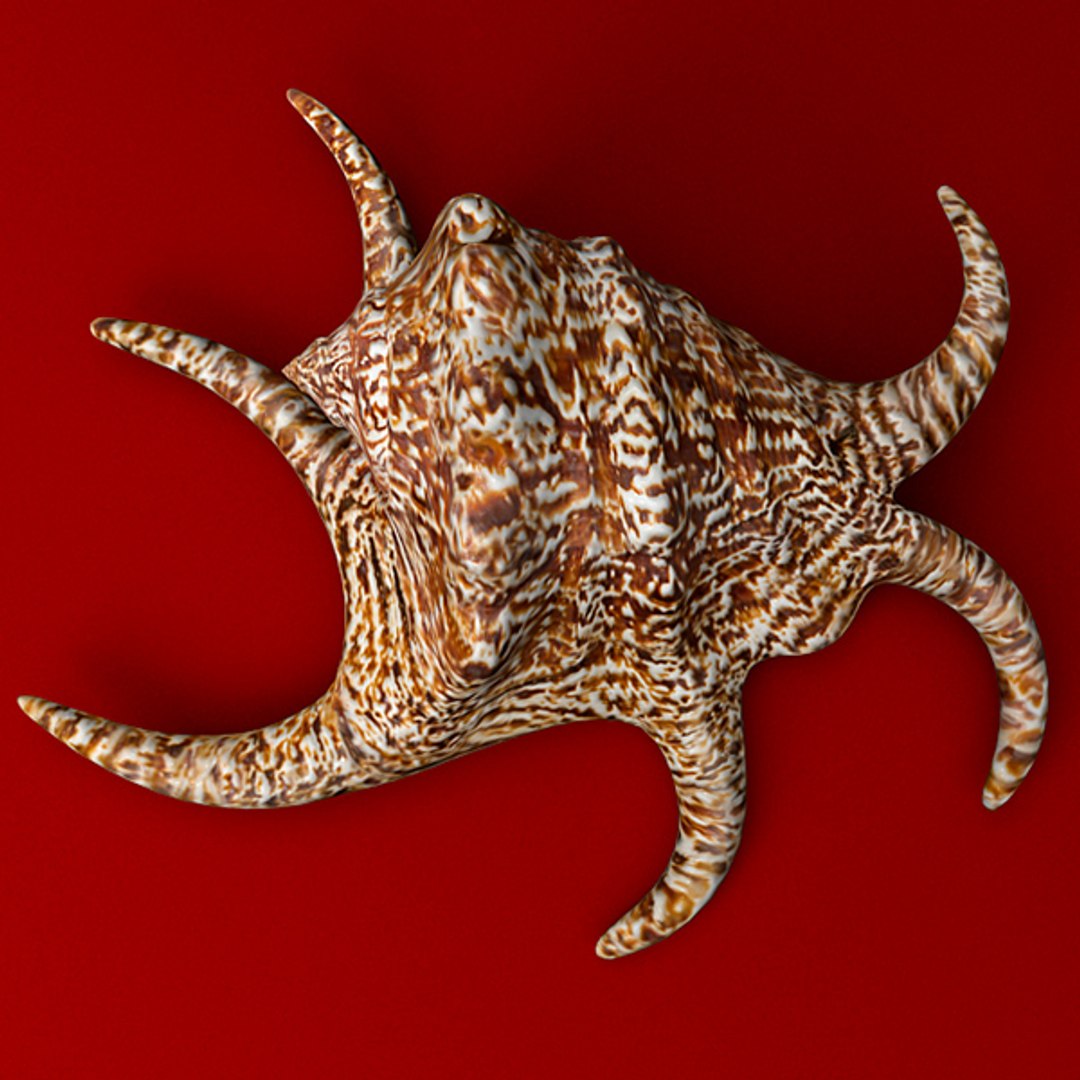 3d Seashell Chiragra