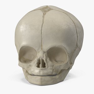 3D Anatomical Fetal Skull 40 Weeks model