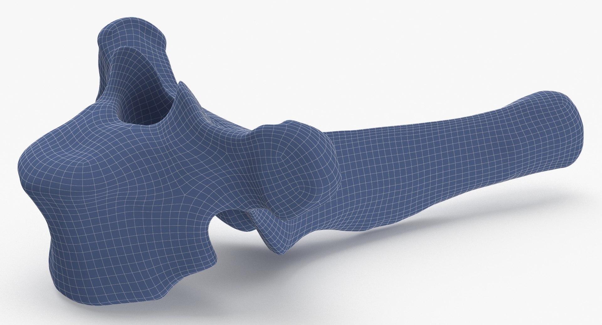 3D Bear Ursus Thoracic Vertebrae T3 - TurboSquid 2127911