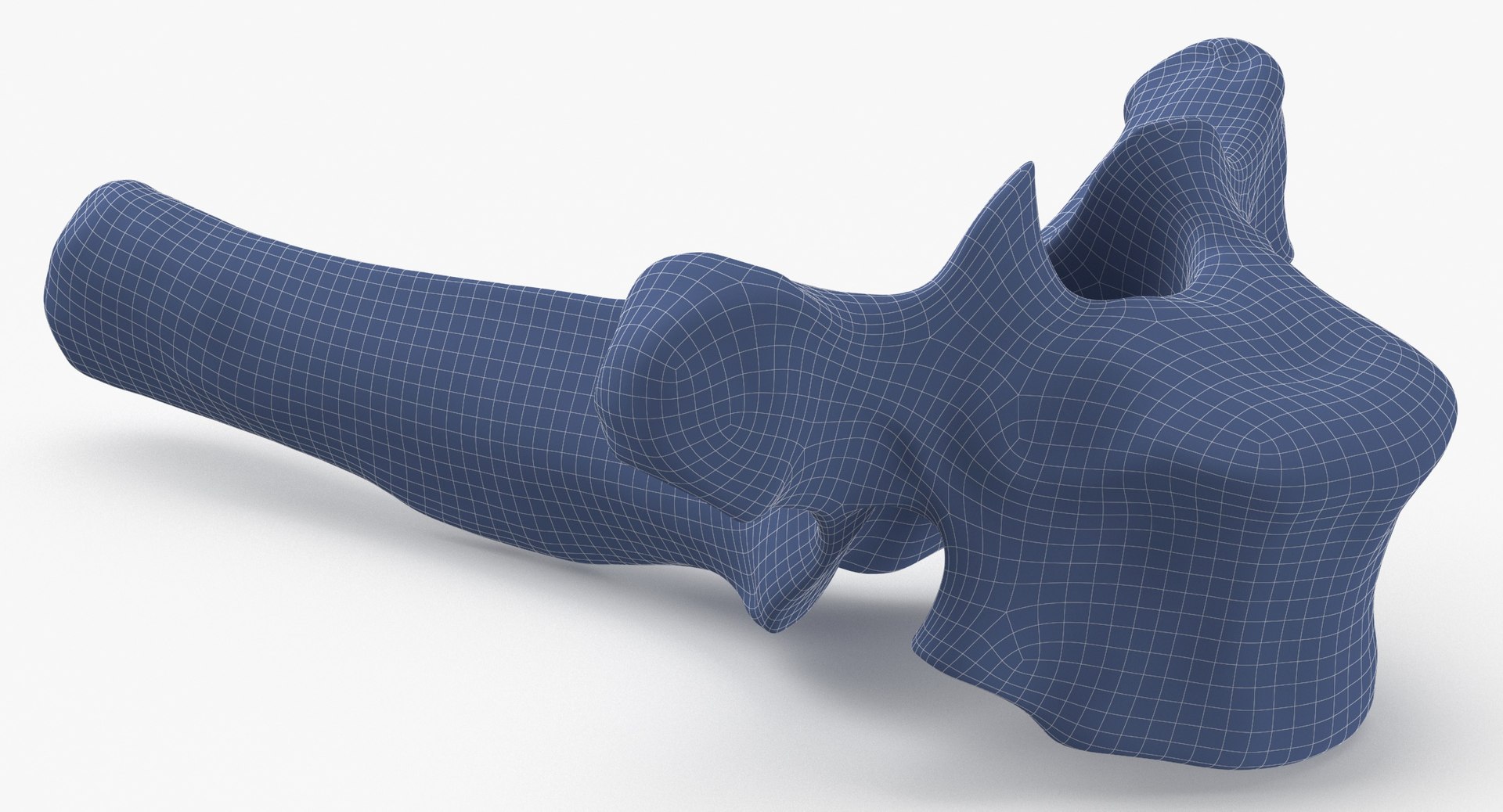 3D Bear Ursus Thoracic Vertebrae T3 - TurboSquid 2127911
