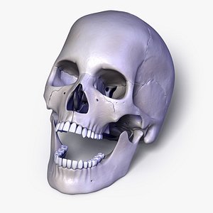 3d model human skull separated bones anatomy