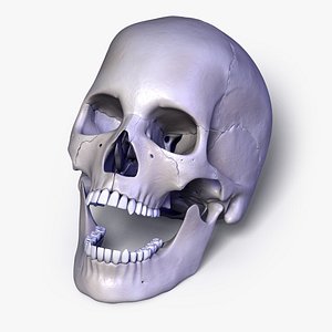 Human Skull with Separated Bones