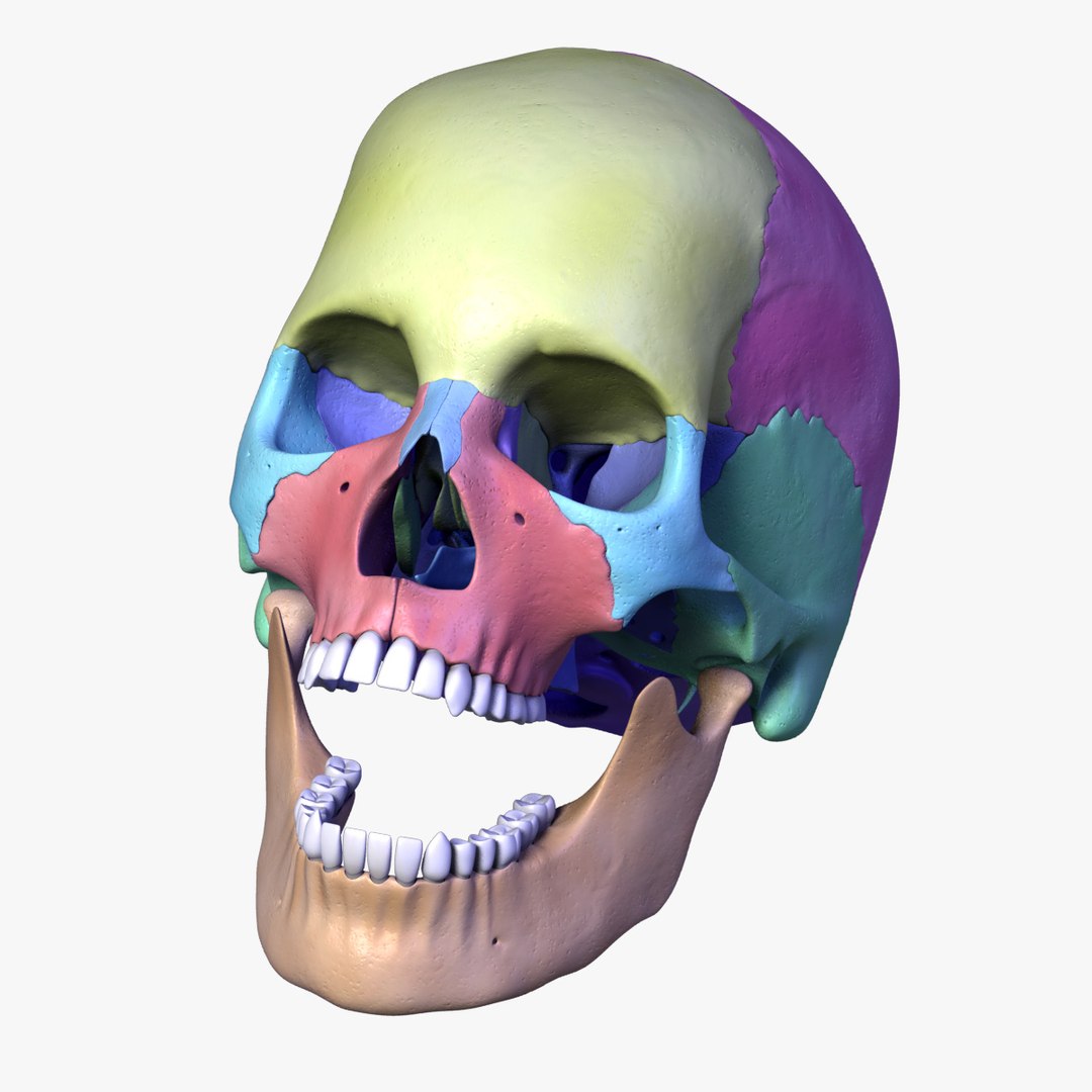 3d Model Human Skull Separated Bones Anatomy