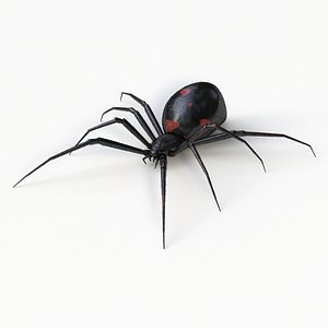Black Widow Spider