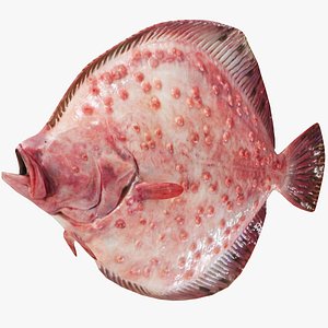 3D Turbot Pink
