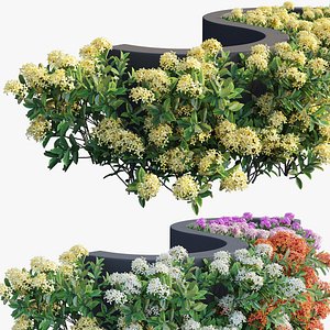Ixora plant set 19