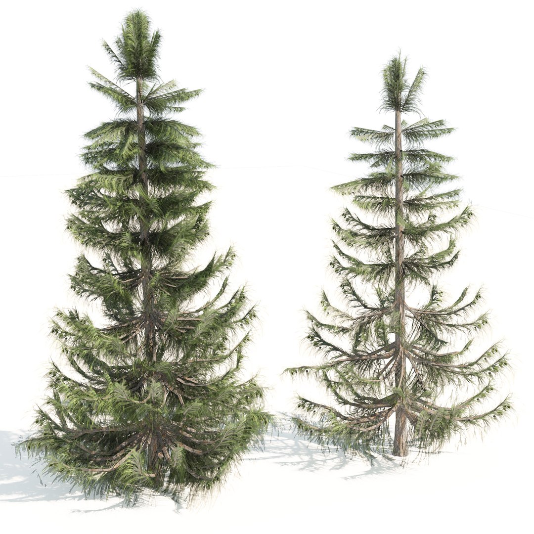 3D Northern white cedar trees model https://p.turbosquid.com/ts-thumb/1K/GNHtus/Lv/04pp/jpg/1691891258/1920x1080/fit_q87/f76b165e86243f216bbbbb8963e92708c4235612/04pp.jpg