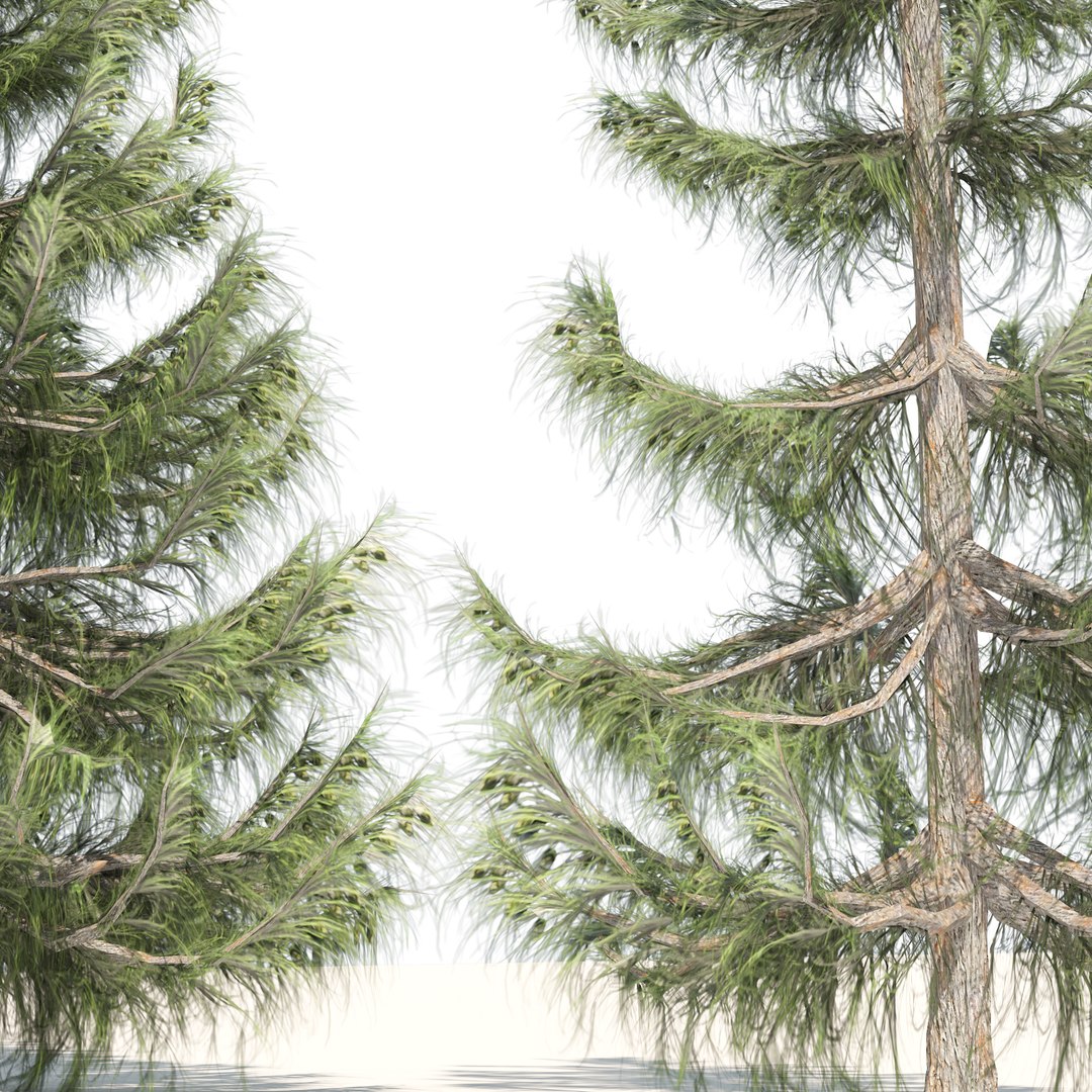 3D Northern white cedar trees model https://p.turbosquid.com/ts-thumb/1K/GNHtus/Wj/02pp/jpg/1691891257/1920x1080/fit_q87/b2f1d8ee91ad700d7ac356c8cf8e39a2b7eaac30/02pp.jpg