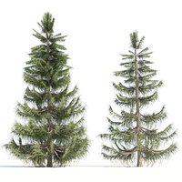 Northern white cedar trees