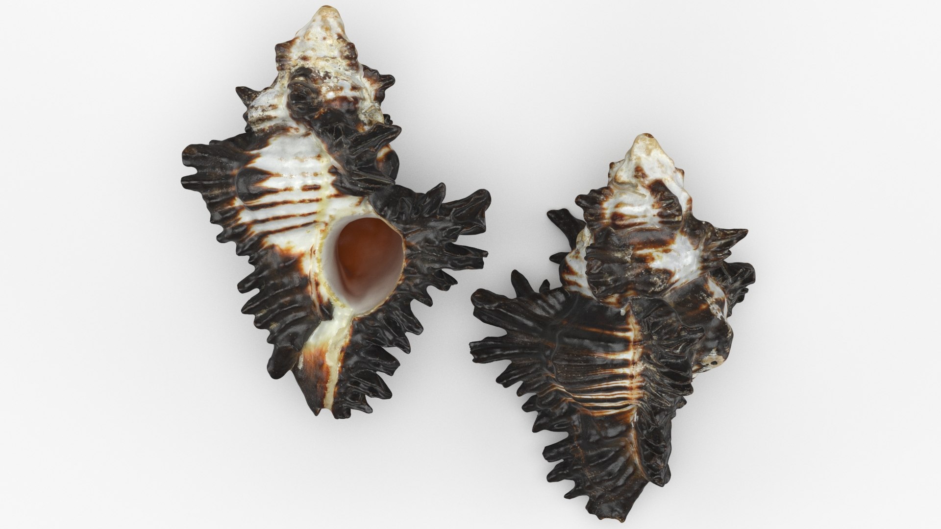 3D Seashells Collection 3 model https://p.turbosquid.com/ts-thumb/1K/NWZ5GD/j6/vasumtubiferum_a0001/jpg/1633009664/1920x1080/fit_q87/4346997f9225d17d0780b58594768d9dc70a6ef5/vasumtubiferum_a0001.jpg