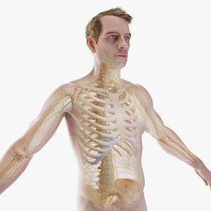 3D model Human Male Body Skeleton and Nervous System Static