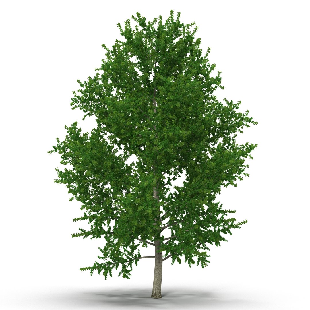 Yellow Poplar Tree 3D Model 3D model preview