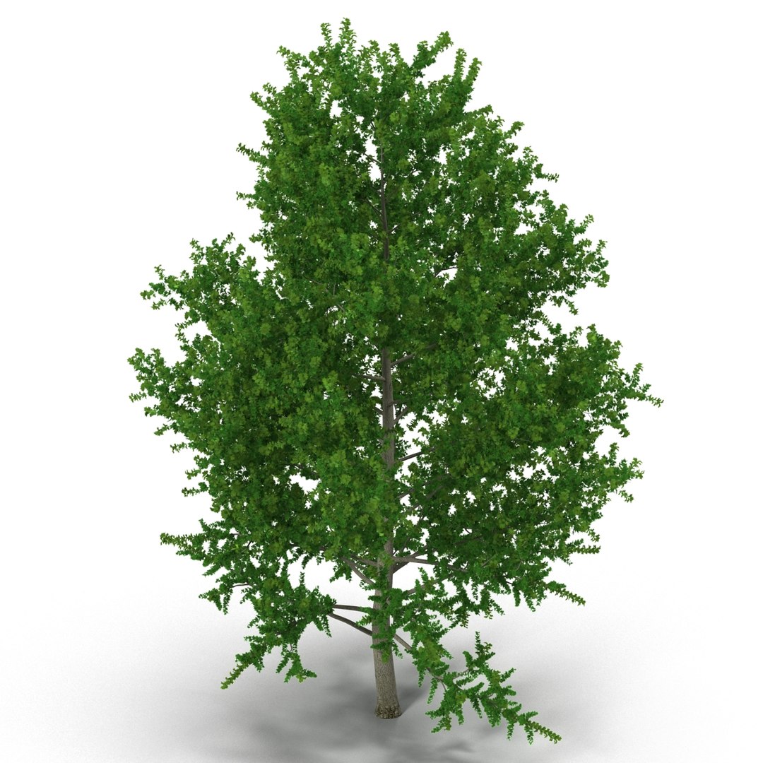 3d Yellow Poplar Tree Modeled Model