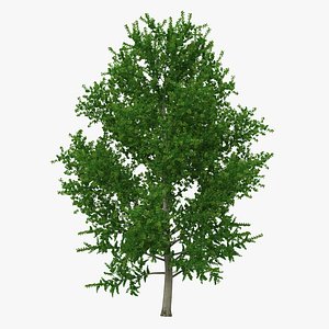 Yellow Poplar Tree 3D Model