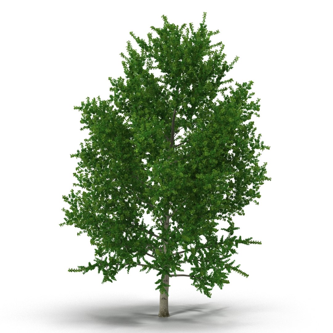 3d Yellow Poplar Tree Modeled Model