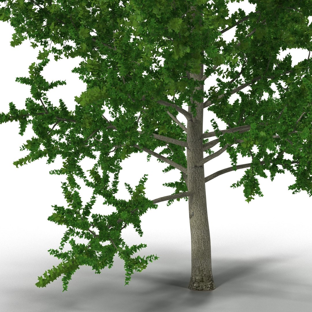 3d Yellow Poplar Tree Modeled Model