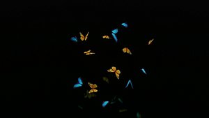 3D animation butterflies model