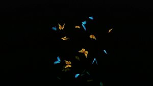 butterflies animation