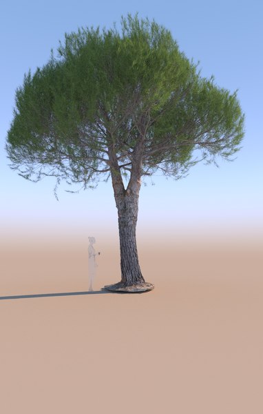 stone pine pinus pinea 3D model