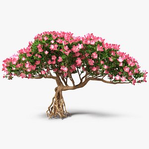 miniature bonsai tree flowers 3D model