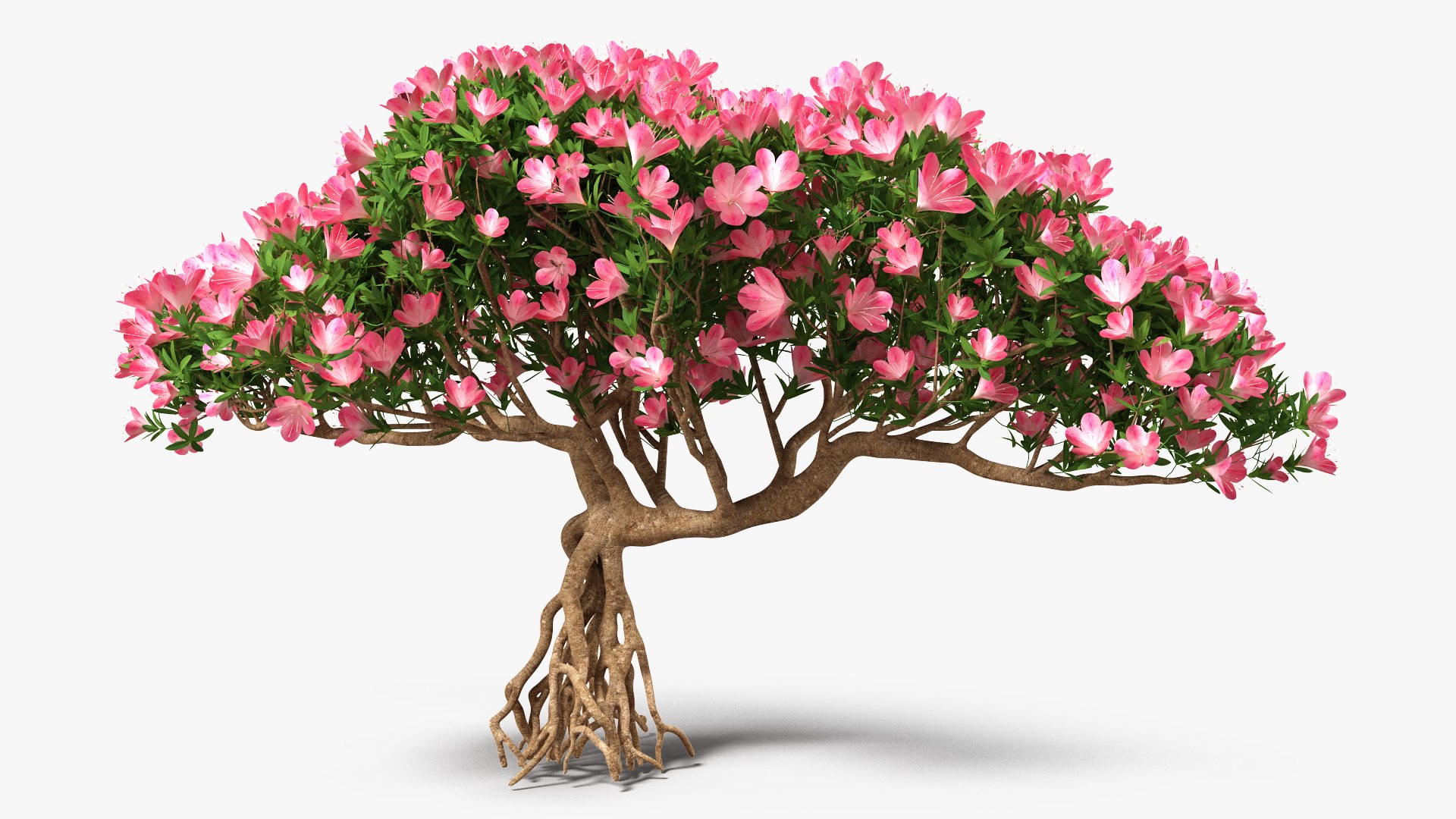 Miniature Bonsai Tree with Flowers 3D model preview