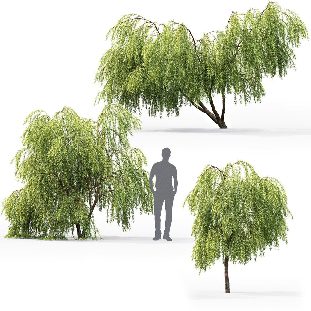 Willow Trees 3D Model - TurboSquid 1698084