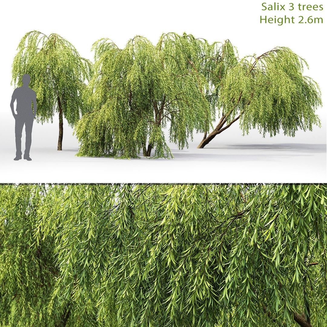 Willow Trees 3D Model - TurboSquid 1698084