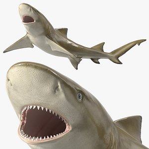 Negaprion Brevirostris Shark