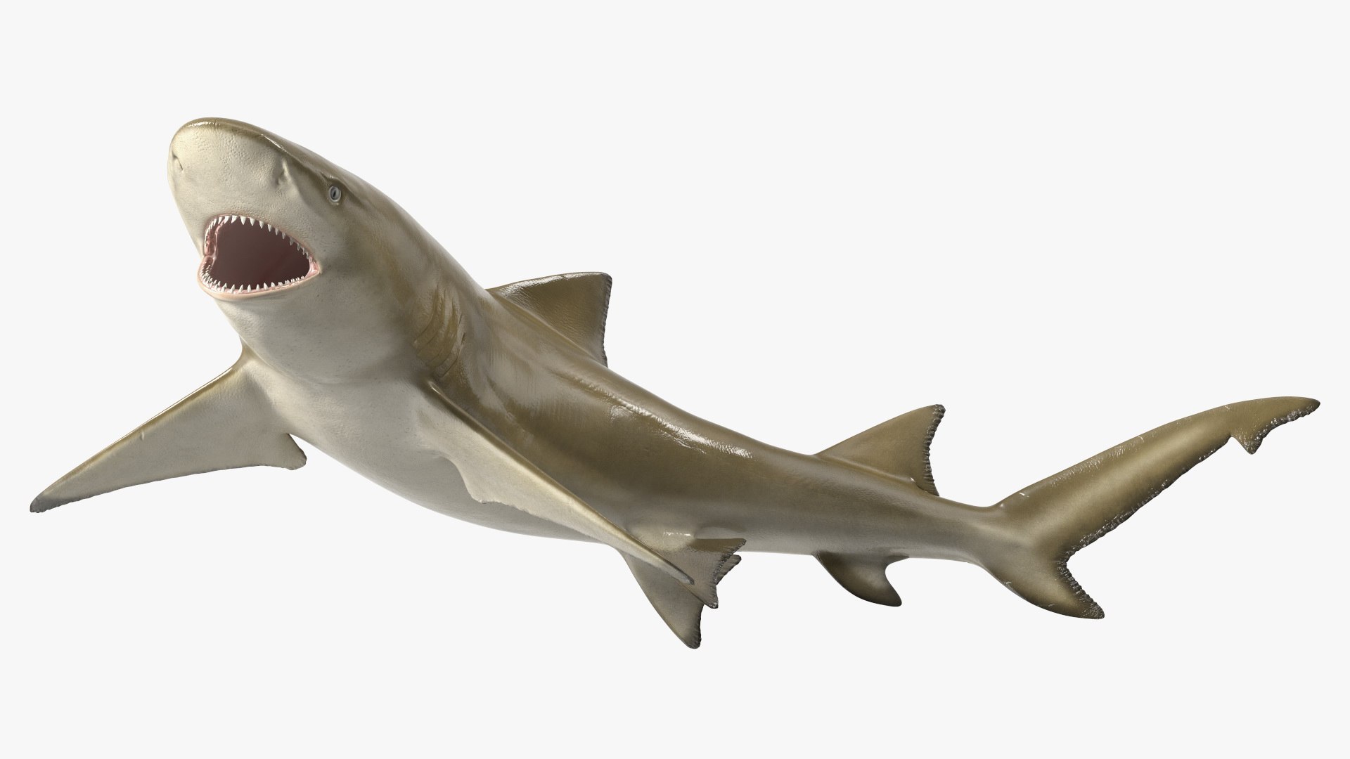 Negaprion Brevirostris Shark 3D model preview