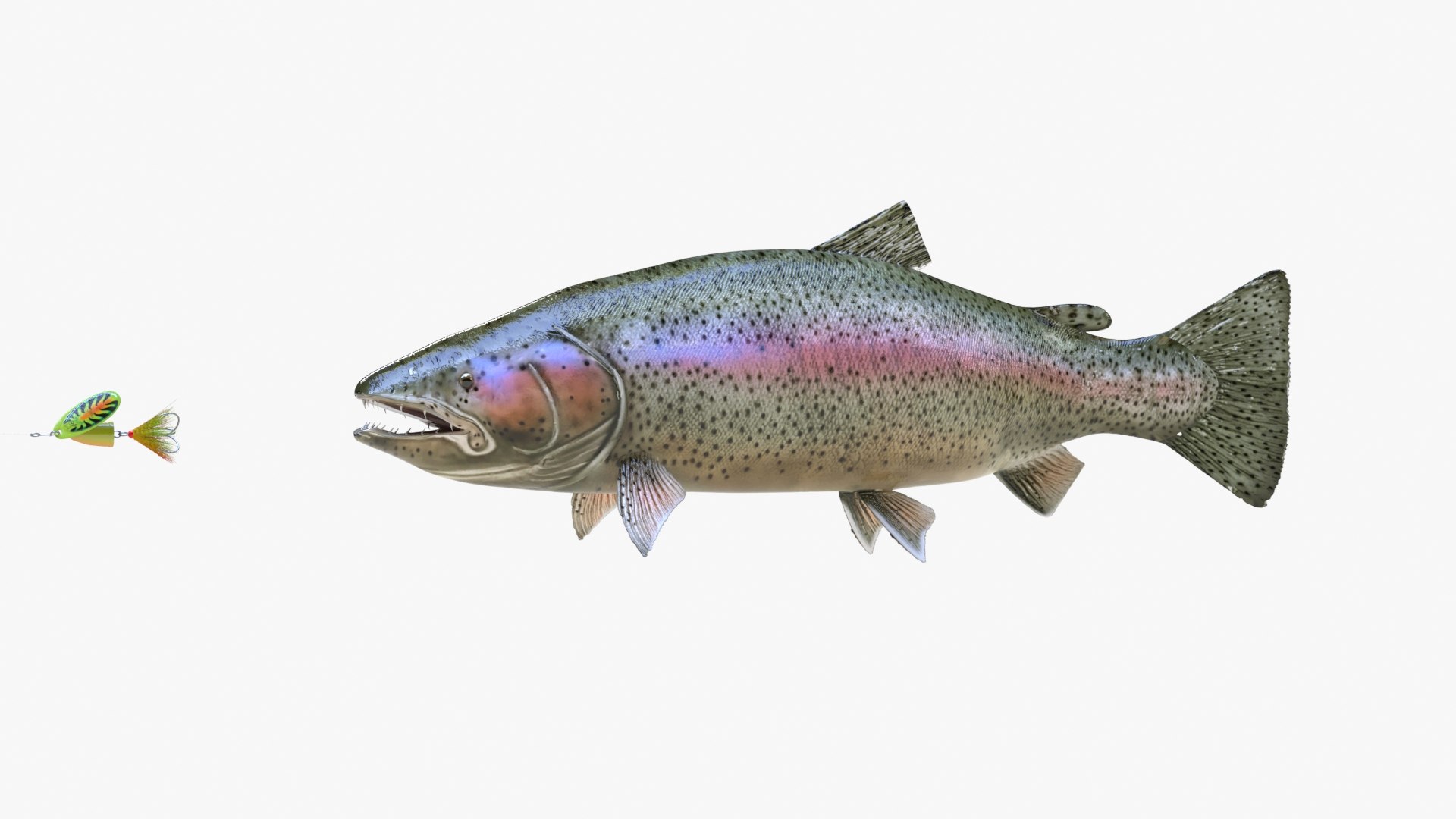 rainbow trout model https://p.turbosquid.com/ts-thumb/1K/hQ8Bjb/5sqR62vS/rainbowtrout_01/jpg/1584252813/1920x1080/fit_q87/e280c4a41e3d082c6445920f647c9148862686ea/rainbowtrout_01.jpg