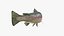 rainbow trout model