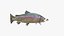 rainbow trout model