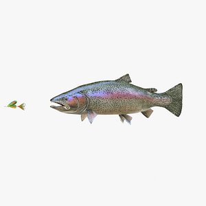Rainbow Trout