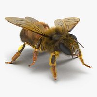 Bee Pose 4 3D Model
