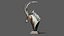 Sable Black Antelope Butting