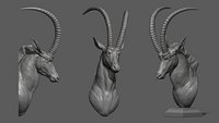 Sable Black Antelope Butting