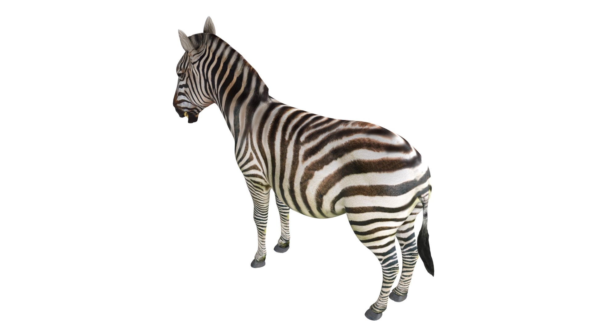 Zebra 3D model https://p.turbosquid.com/ts-thumb/1L/BNtcn6/91/4/jpg/1785211295/1920x1080/fit_q87/f24141e97554810b24e6b0f5601511b35531d260/4.jpg