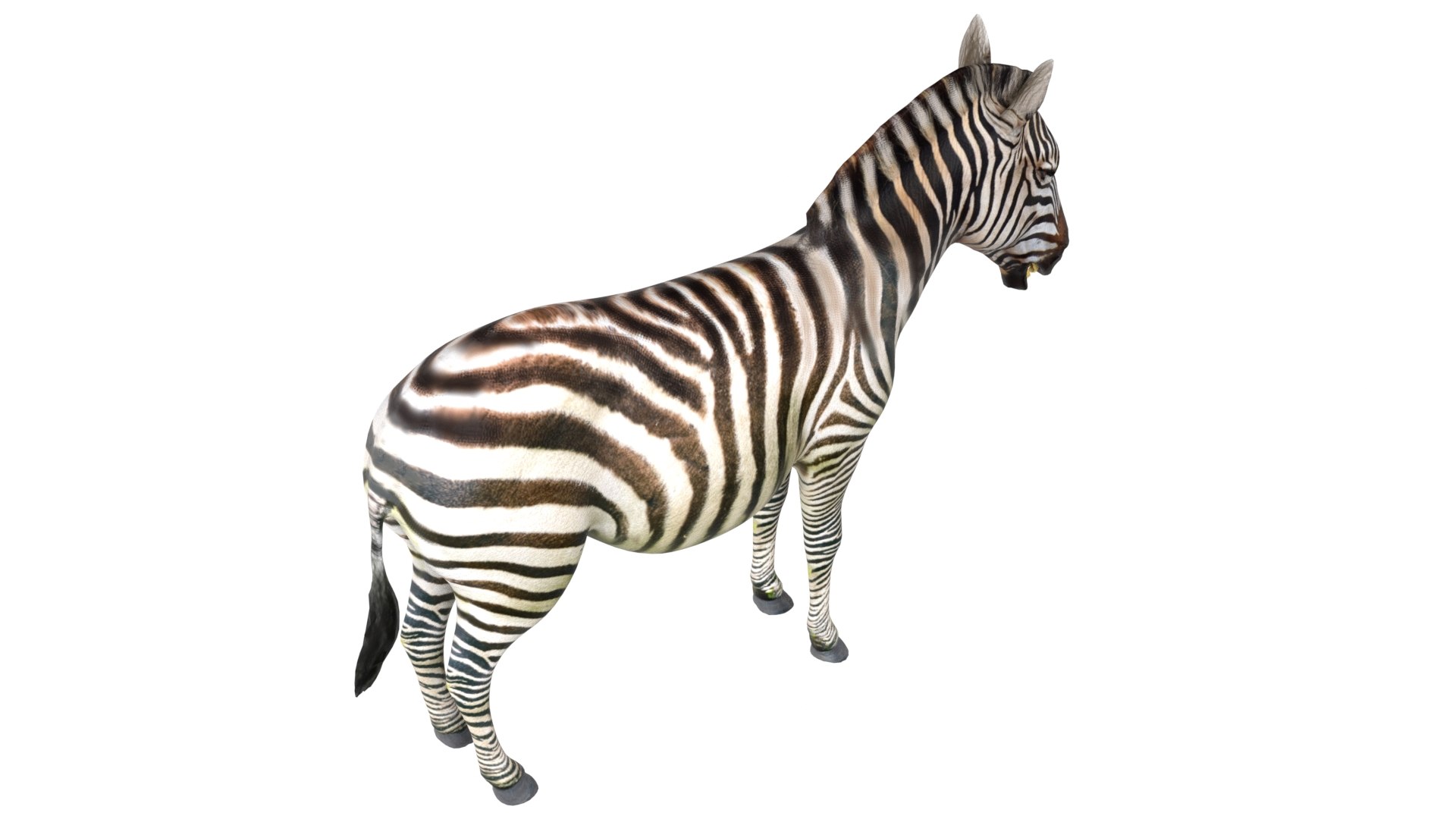 Zebra 3D model https://p.turbosquid.com/ts-thumb/1L/BNtcn6/Tq/3/jpg/1785211293/1920x1080/fit_q87/ce412be19840a2a38b5d0ae48bc9cf825d3b5823/3.jpg
