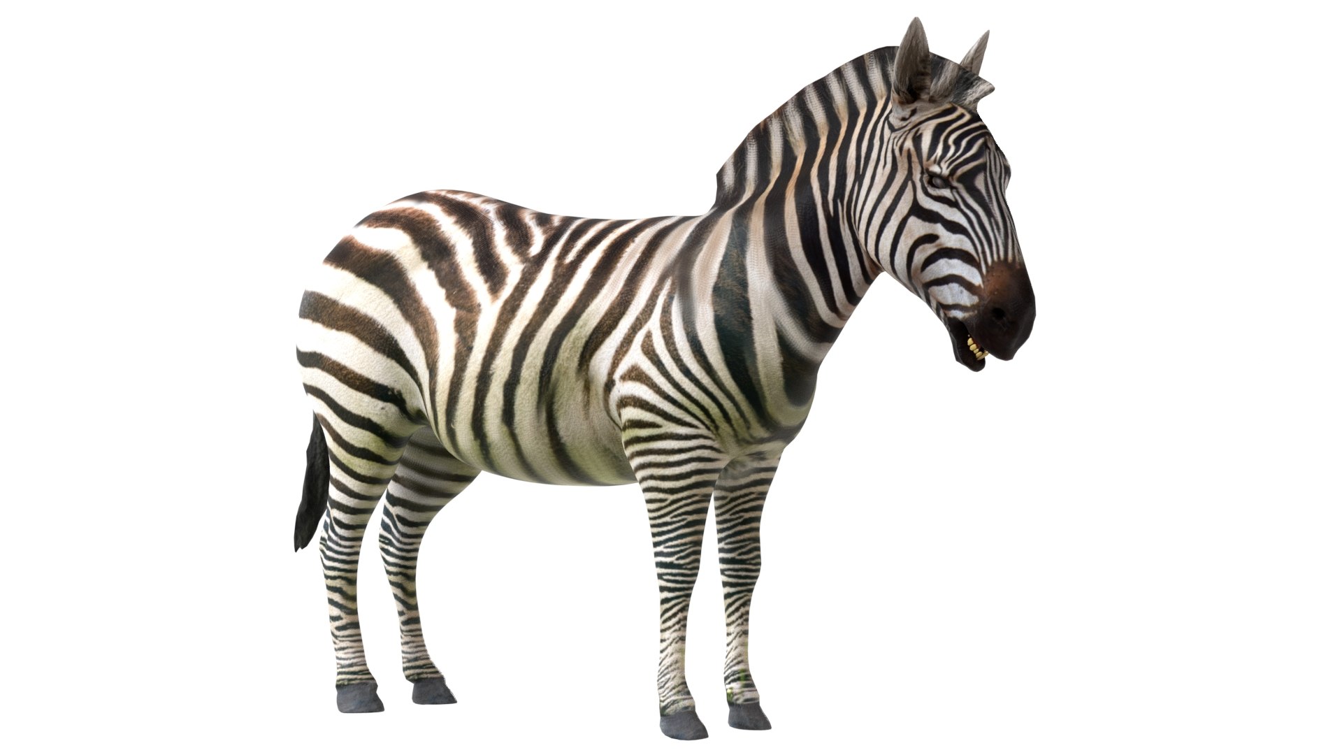 Zebra 3D model https://p.turbosquid.com/ts-thumb/1L/BNtcn6/ee/2/jpg/1785211294/1920x1080/fit_q87/02b94e17765e3bd9fe67e80af4cd09c80e94af3a/2.jpg